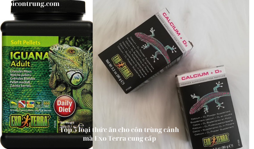 Top 5 loại thức ăn cho côn trùng cảnh mà Exo Terra cung cấp