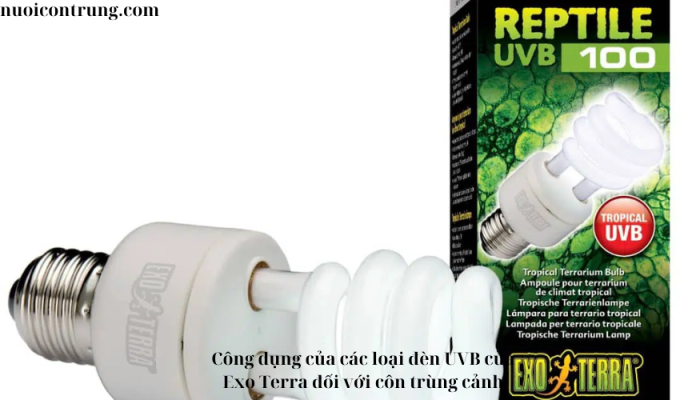 Công dụng của các loại đèn UVB của Exo Terra đối với côn trùng cảnh