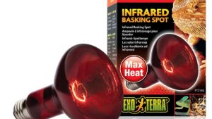 Bóng đèn sưởi Exo Terra: Infrared Basking Spot 150W Basking Spot