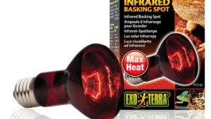 Bóng đèn Exo Terra: Infrared Basking Spot 75W Basking Spot