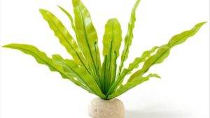 Cây cảnh Exo Terra: Bird’s Nest Fern